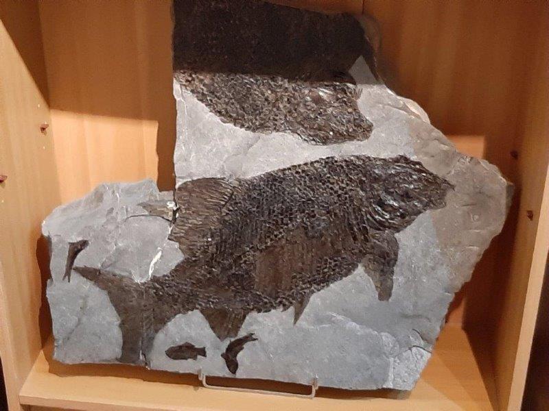 Fossillien Gugg Trias (3).jpg