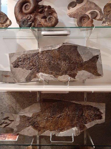 Fossillien Gugg Trias (5).jpg